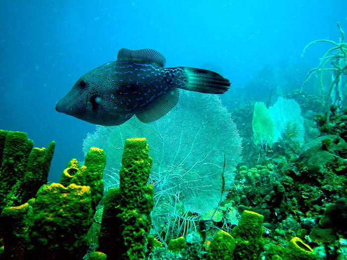 Scrawled Filefish in the British Virgin Islands ©BVI National Trust