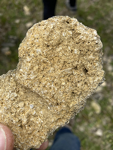 Close-up photograph of a piece of Barnack Stone, a shelly oolitic limestone