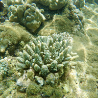 Staghorn Coral ©Holly Baigent